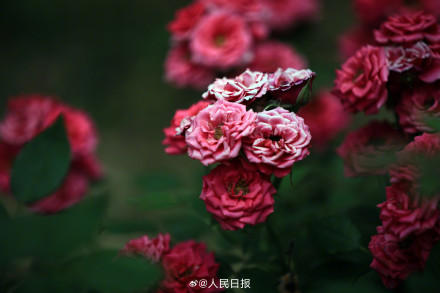月季是懂中式美学的