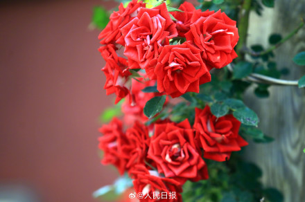 月季是懂中式美学的