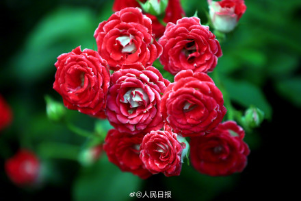 月季是懂中式美学的