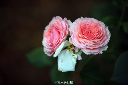 月季是懂中式美学的