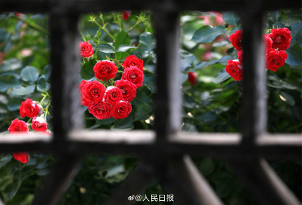 月季是懂中式美学的