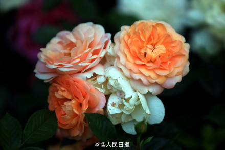 月季是懂中式美学的