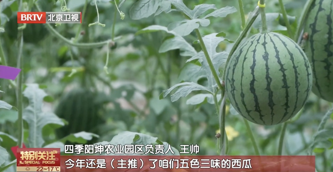 大量集中上市!水果“不甜就是低糖”吗? 大量集中上市!水果“不甜就是低糖”吗?