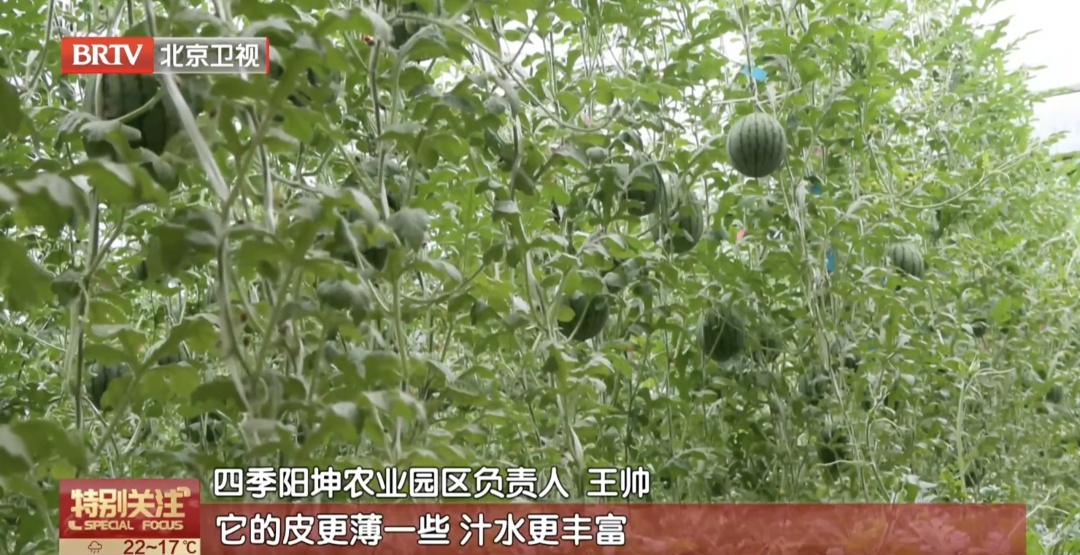 大量集中上市!水果“不甜就是低糖”吗? 大量集中上市!水果“不甜就是低糖”吗?