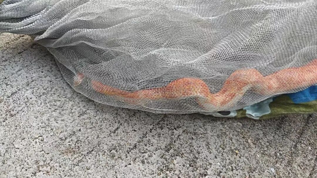 吓死了！女子在床边突然摸到金黄色长蛇，吓得冲出卧室呼救