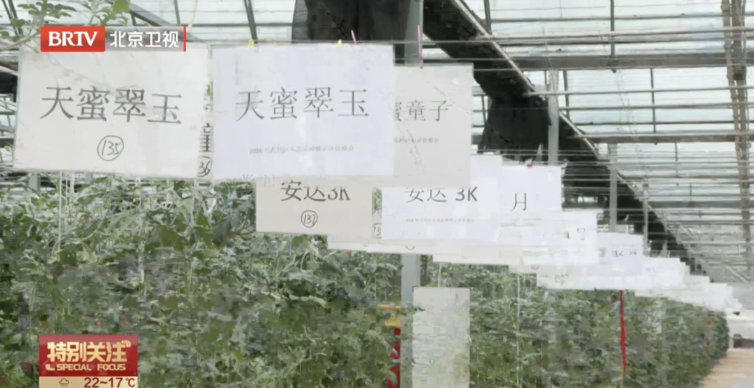大量集中上市!水果“不甜就是低糖”吗? 大量集中上市!水果“不甜就是低糖”吗?