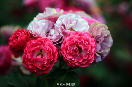月季是懂中式美学的