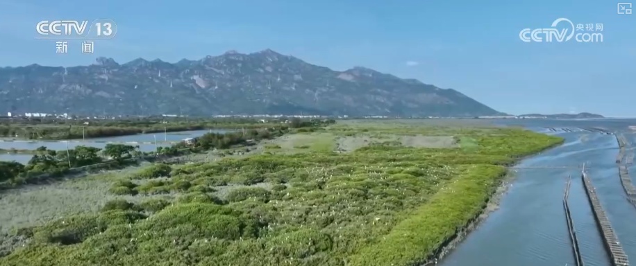 万物共生 美丽中国 | “数”说物种多元、结构稳定的生态宝库 海洋生物加速回归
