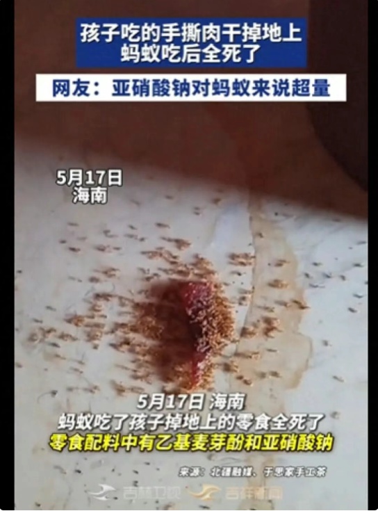 海南一孩子吃手撕肉干碎渣掉地上,蚂蚁吃完短时间内集体死亡,原因是……网友热议→ 海南一孩子吃手撕肉干碎渣掉地上,蚂蚁吃完短时间内集体死亡,原因是……网友热议→