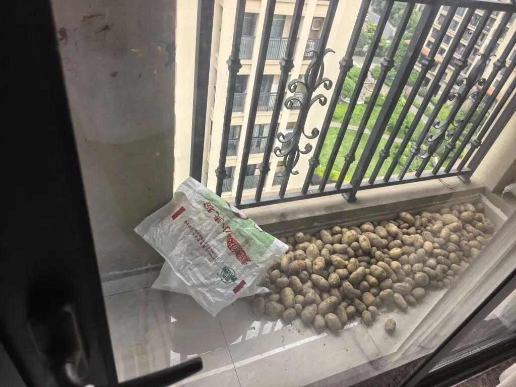 海宁许大姐地里近百斤土豆被盗，警方抓获两人！