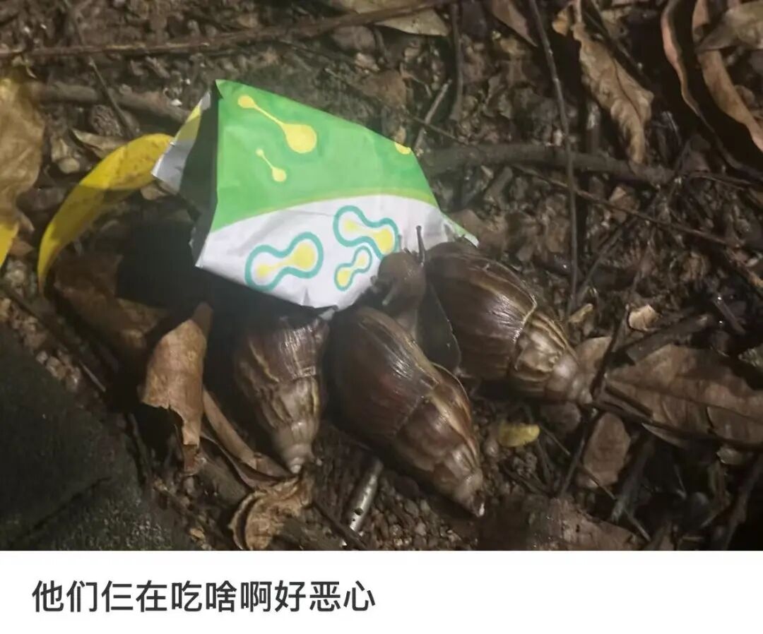 注意!下雨后看到它,千万别碰 注意!下雨后看到它,千万别碰