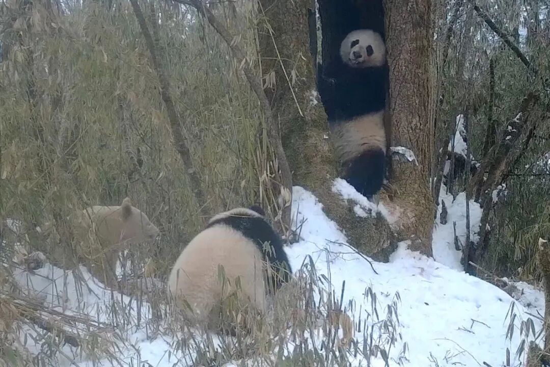 长大了,全球唯一! 长大了,全球唯一!