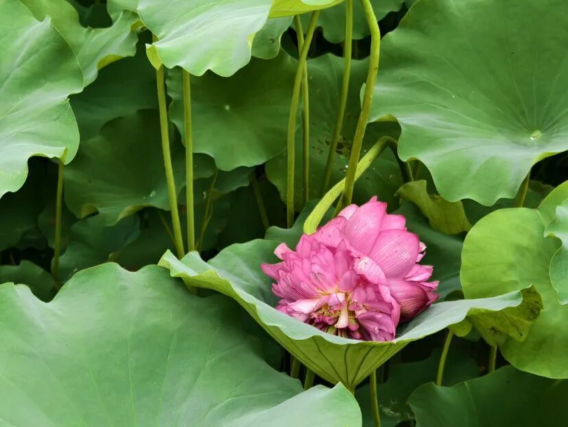 出现概率1/100000,广州一小区荷花池出现“并蒂莲” 出现概率1/100000,广州一小区荷花池出现“并蒂莲”