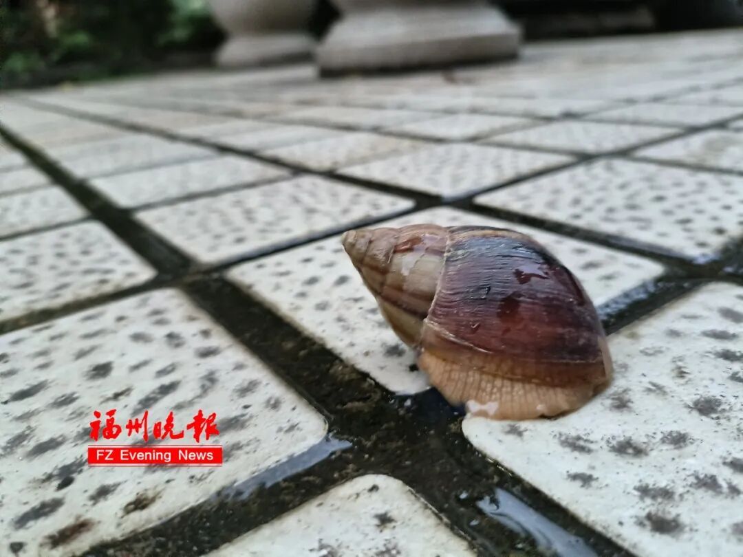 注意!下雨后看到它,千万别碰 注意!下雨后看到它,千万别碰