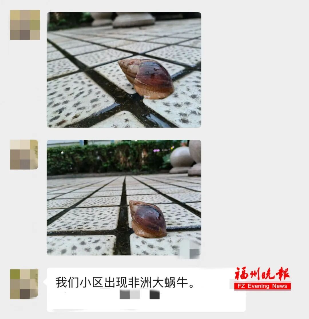 注意!下雨后看到它,千万别碰 注意!下雨后看到它,千万别碰
