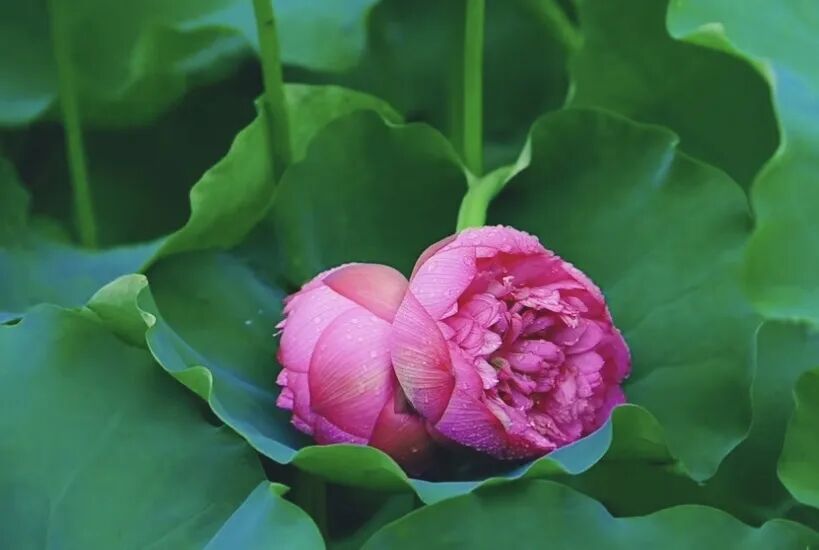 出现概率1/100000,广州一小区荷花池出现“并蒂莲” 出现概率1/100000,广州一小区荷花池出现“并蒂莲”