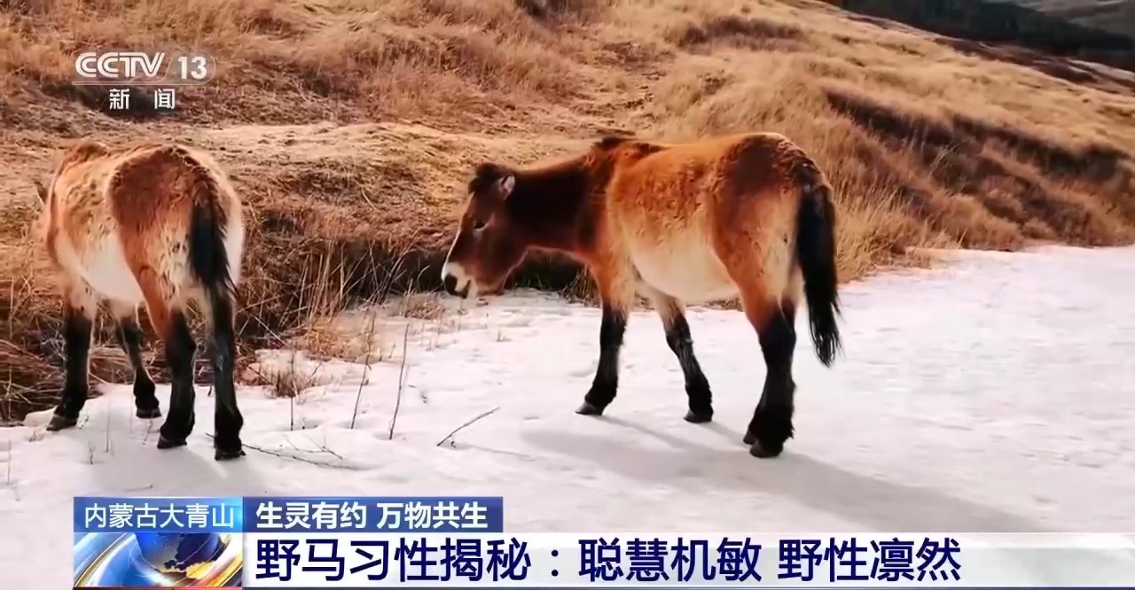 普氏野马“返乡”见成效 大青山野外野生种群持续恢复 普氏野马“返乡”见成效 大青山野外野生种群持续恢复