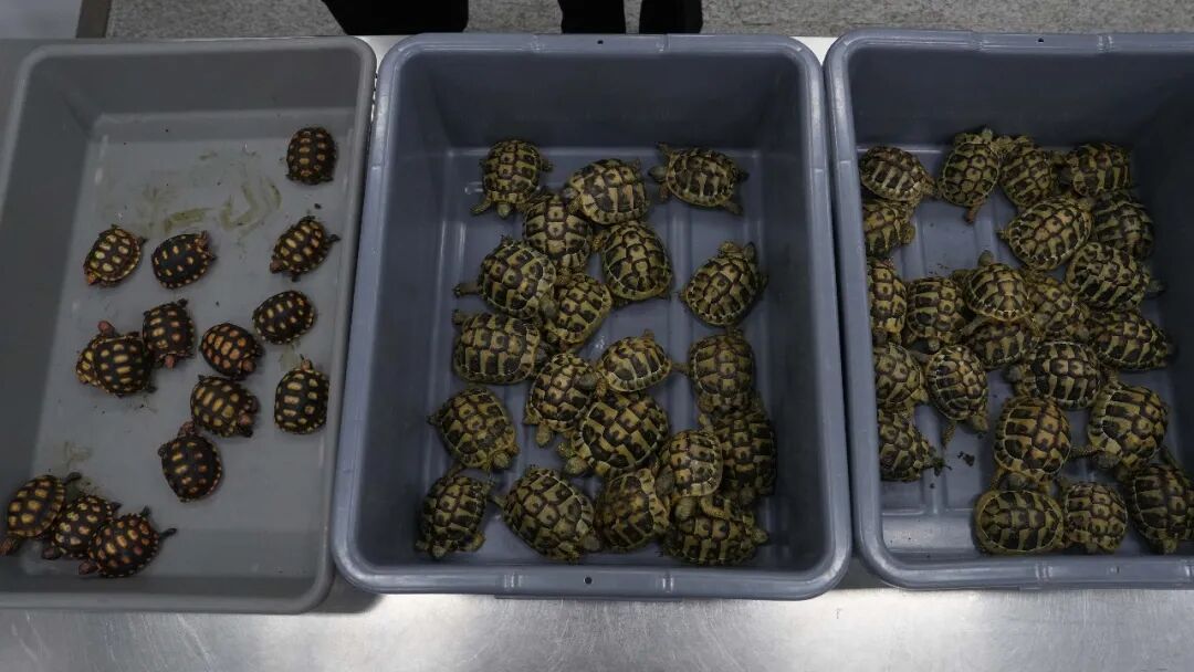 女子身上有腥臭味, 宽松裙子里竟绑了58只活的乌龟 画面曝光! 女子身上有腥臭味, 宽松裙子里竟绑了58只活的乌龟 画面曝光!