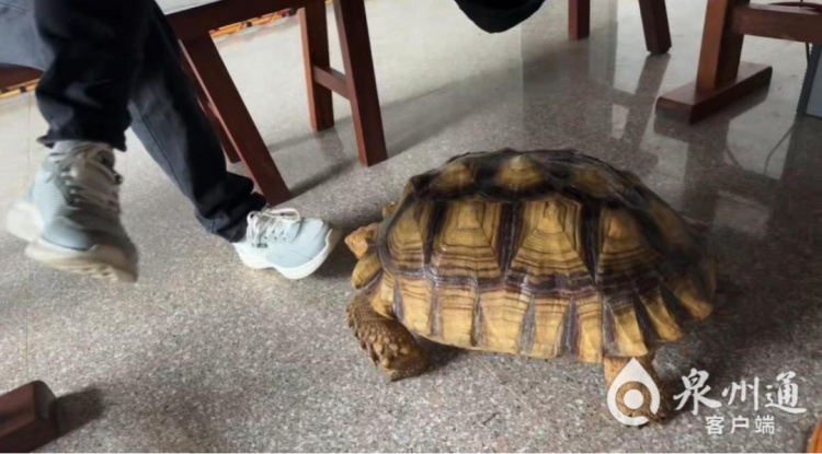 泉州一村民发现40斤“龟中巨无霸”,林业部门:外来物种,绝不能直接放生 泉州一村民发现40斤“龟中巨无霸”,林业部门:外来物种,绝不能直接放生