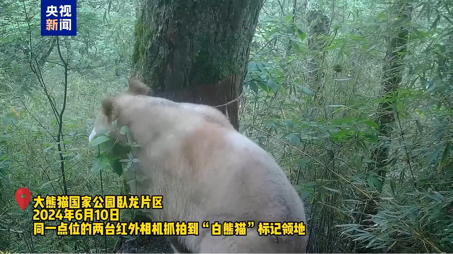 野生白色大熊猫再度“出镜” 时隔数年状态良好