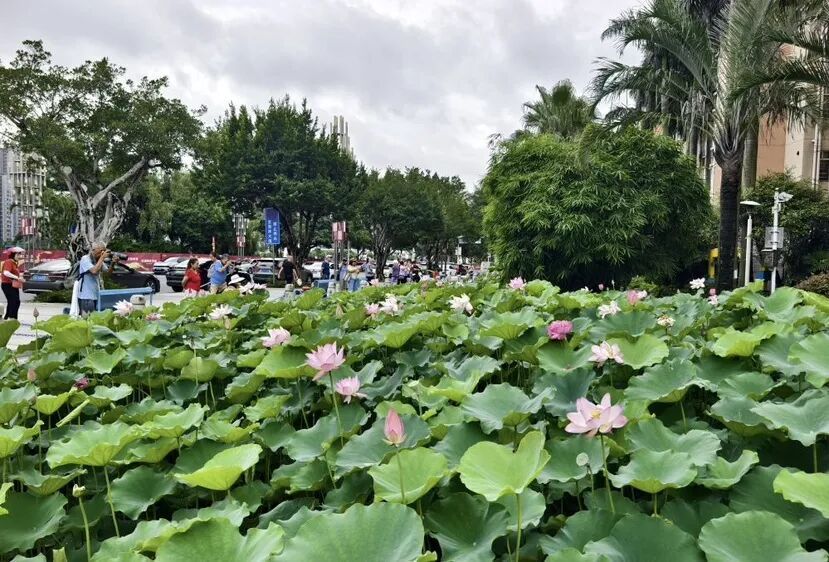出现概率1/100000,广州一小区荷花池出现“并蒂莲” 出现概率1/100000,广州一小区荷花池出现“并蒂莲”
