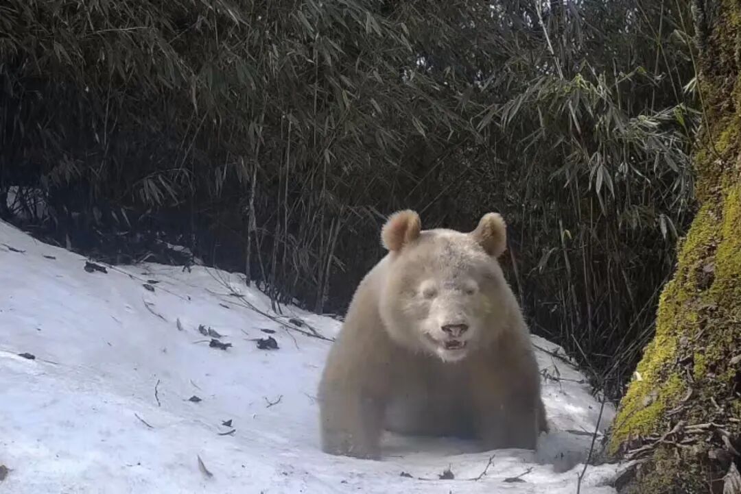 全球唯一!野生白色大熊猫活动影像公开,通体白色,眼睛为红色 全球唯一!野生白色大熊猫活动影像公开,通体白色,眼睛为红色