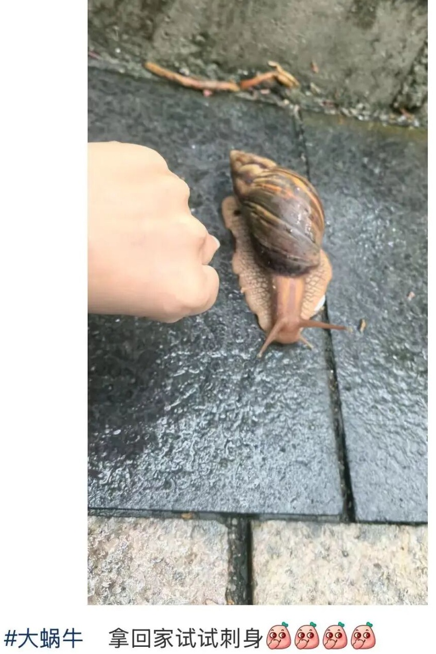 注意!下雨后看到它,千万别碰 注意!下雨后看到它,千万别碰
