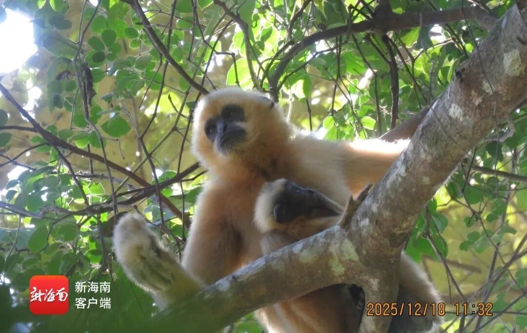7群44只！海南长臂猿再添“新崽”