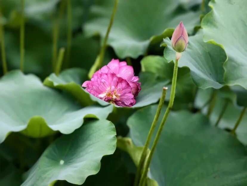 出现概率1/100000,广州一小区荷花池出现“并蒂莲” 出现概率1/100000,广州一小区荷花池出现“并蒂莲”