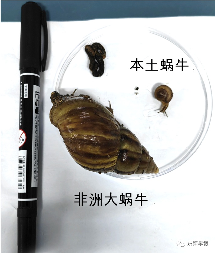 注意!下雨后看到它,千万别碰 注意!下雨后看到它,千万别碰