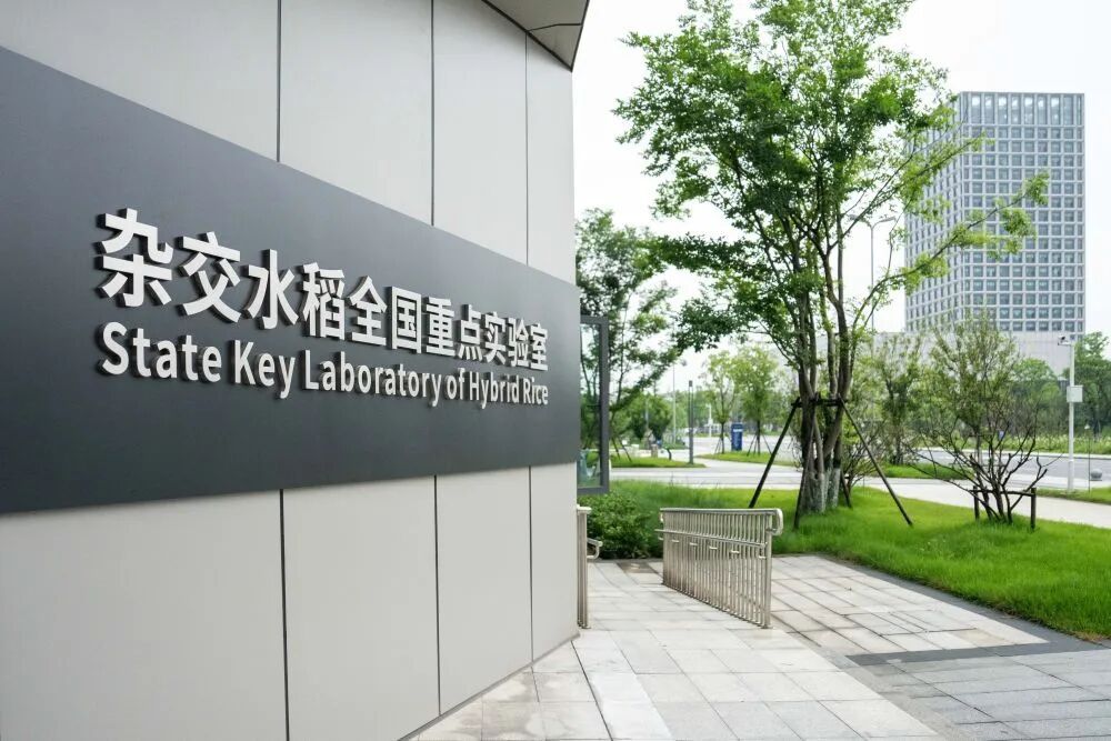 袁隆平创建的实验室里，稻子又长“高”了