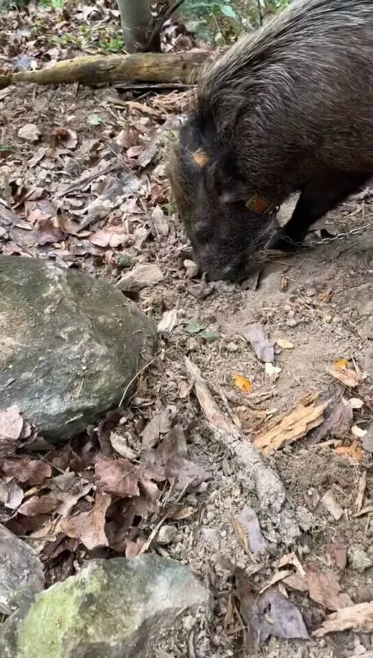 小野猪会找笋，每年为主人创收12万！网友戏称 “行走的挖笋雷达”