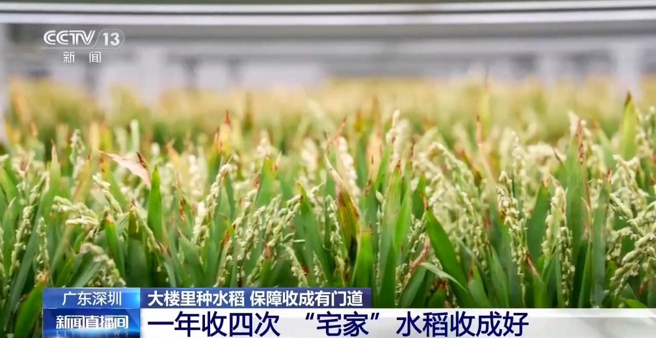 楼里种水稻,一年收四次 探访河套合作区里的室内“稻田” 楼里种水稻,一年收四次 探访河套合作区里的室内“稻田”