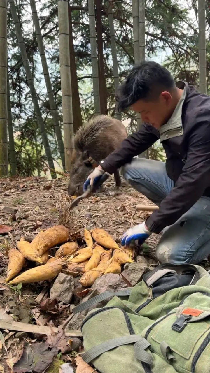 浙江男子无意间救下悬崖跌落的野猪，没想到猪有超强嗅觉，每年为他创收12万元