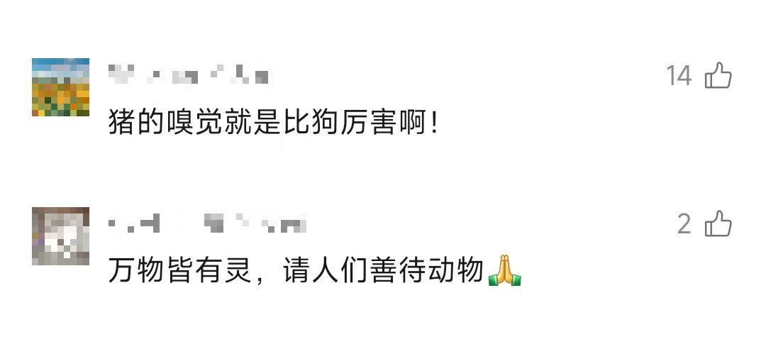 男子救下悬崖跌落的野猪后,"猪队友"每年为他创收12万元 男子救下悬崖跌落的野猪后,"猪队友"每年为他创收12万元