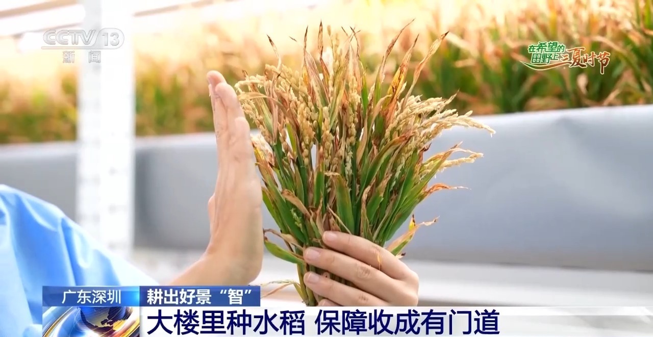 楼里种水稻,一年收四次 探访河套合作区里的室内“稻田” 楼里种水稻,一年收四次 探访河套合作区里的室内“稻田”