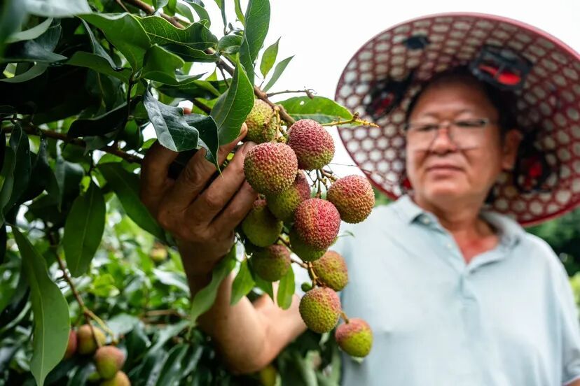 广州早熟荔枝开始密集上市,持续至七月上旬,十几个品种轮流来,还有新品丰收 广州早熟荔枝开始密集上市,持续至七月上旬,十几个品种轮流来,还有新品丰收