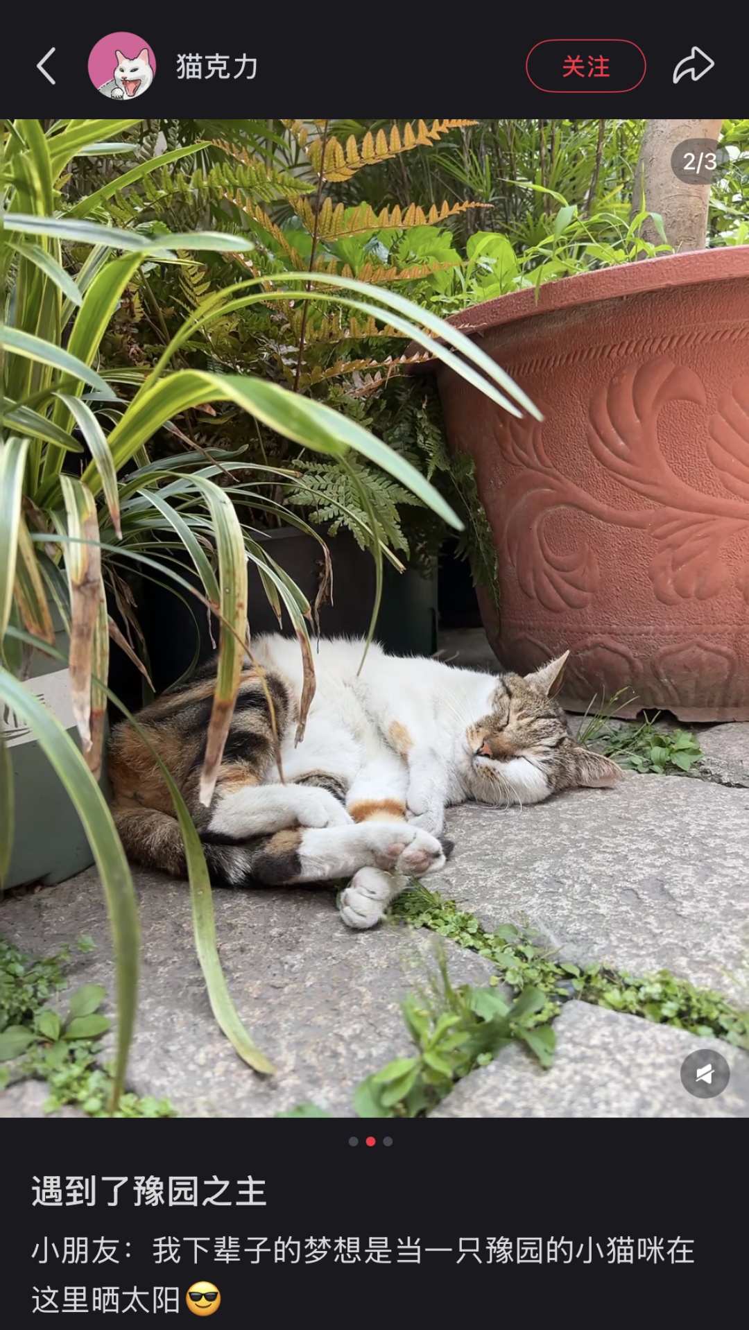 上海豫园一只三花猫火了!从流浪猫到“正式入编”,它每天准时第一个“上班” 上海豫园一只三花猫火了!从流浪猫到“正式入编”,它每天准时第一个“上班”