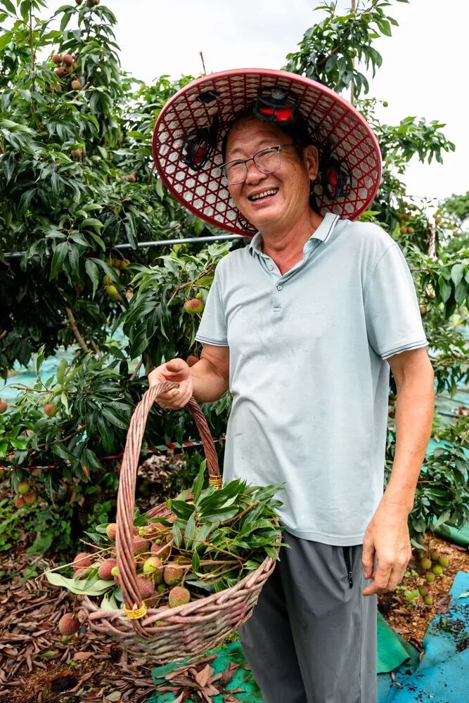 广州早熟荔枝开始密集上市,持续至七月上旬,十几个品种轮流来,还有新品丰收 广州早熟荔枝开始密集上市,持续至七月上旬,十几个品种轮流来,还有新品丰收