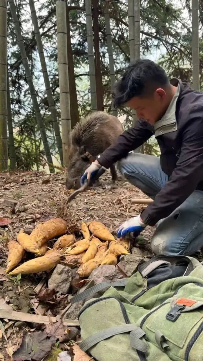 小野猪会找笋，每年为主人创收12万！网友戏称 “行走的挖笋雷达”
