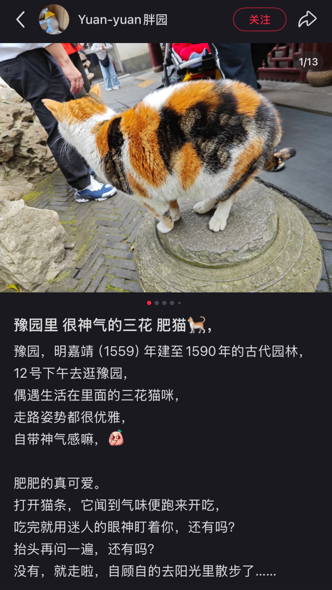 上海豫园一只三花猫火了!从流浪猫到“正式入编”,它每天准时第一个“上班” 上海豫园一只三花猫火了!从流浪猫到“正式入编”,它每天准时第一个“上班”