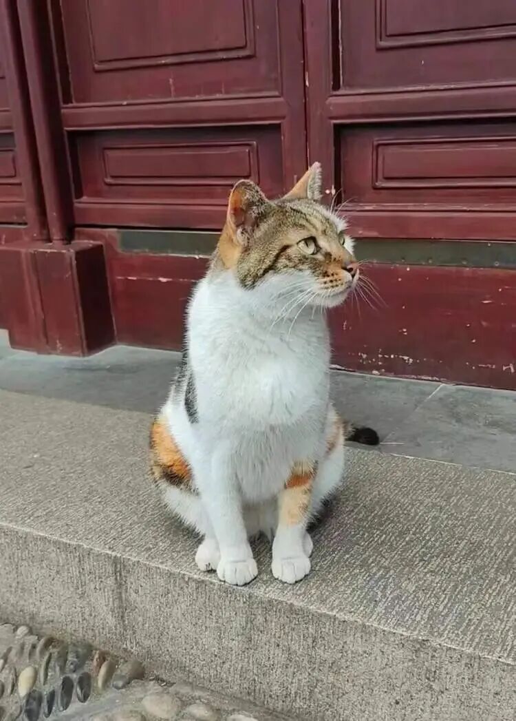 上海豫园一只三花猫火了!从流浪猫到“正式入编”,它每天准时第一个“上班” 上海豫园一只三花猫火了!从流浪猫到“正式入编”,它每天准时第一个“上班”