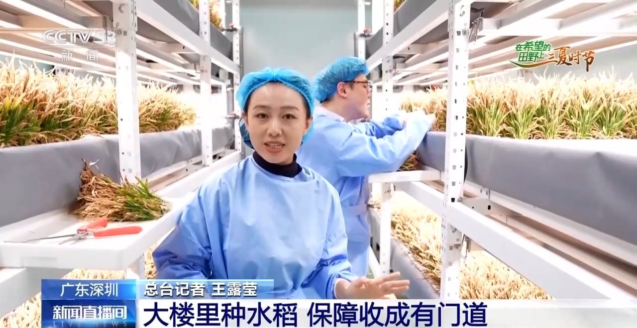 楼里种水稻,一年收四次 探访河套合作区里的室内“稻田” 楼里种水稻,一年收四次 探访河套合作区里的室内“稻田”