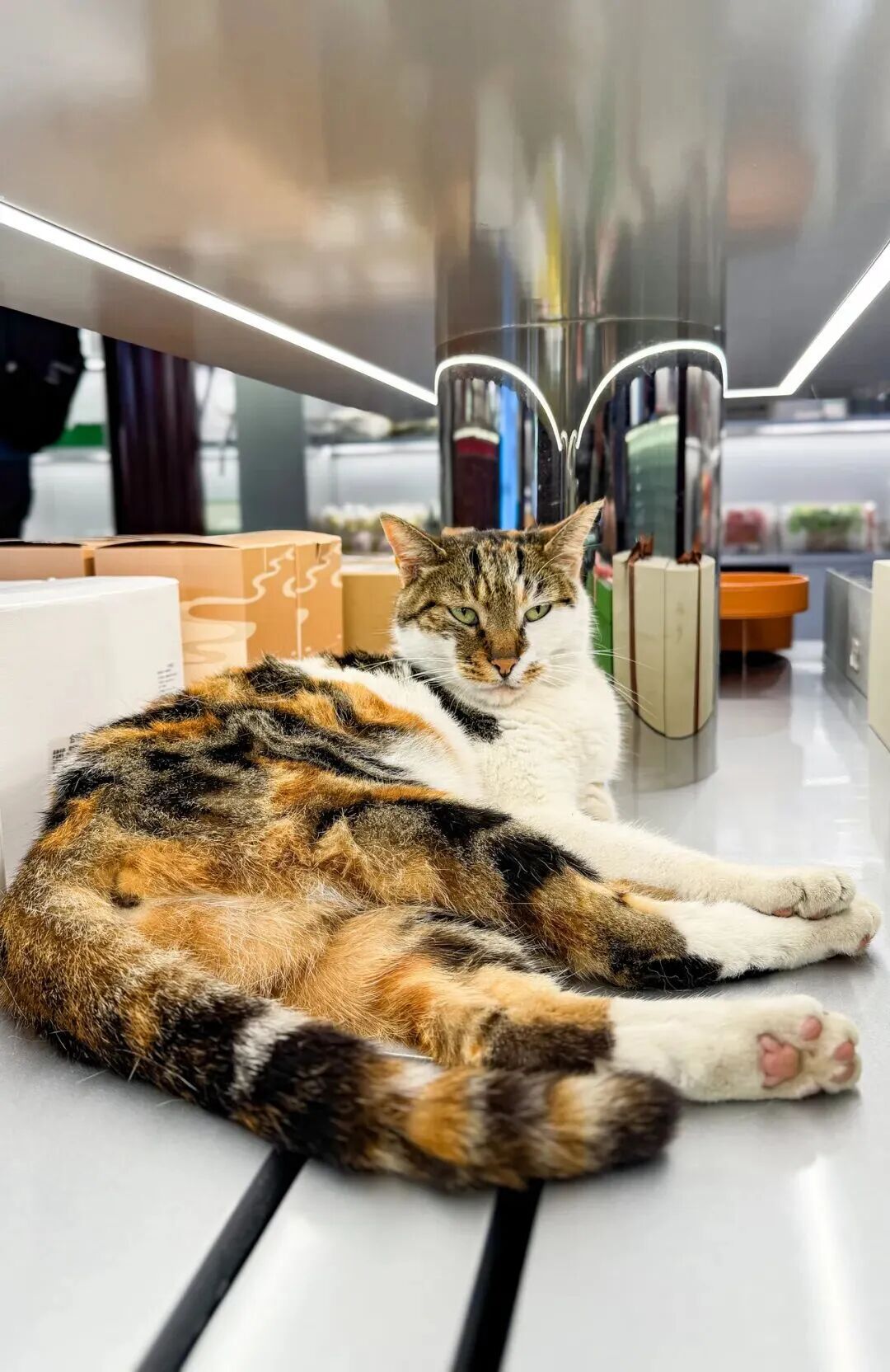 上海豫园一只三花猫火了!从流浪猫到“正式入编”,它每天准时第一个“上班” 上海豫园一只三花猫火了!从流浪猫到“正式入编”,它每天准时第一个“上班”