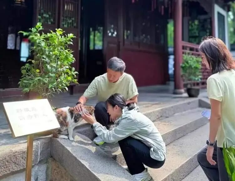 上海豫园一只三花猫火了!从流浪猫到“正式入编”,它每天准时第一个“上班” 上海豫园一只三花猫火了!从流浪猫到“正式入编”,它每天准时第一个“上班”