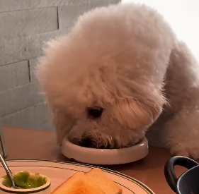 西安宠物狗上桌进食餐厅恢复营业!店员:全面消杀并更换餐具,目前禁止宠物入店 西安宠物狗上桌进食餐厅恢复营业!店员:全面消杀并更换餐具,目前禁止宠物入店