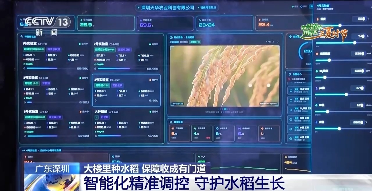 楼里种水稻,一年收四次 探访河套合作区里的室内“稻田” 楼里种水稻,一年收四次 探访河套合作区里的室内“稻田”