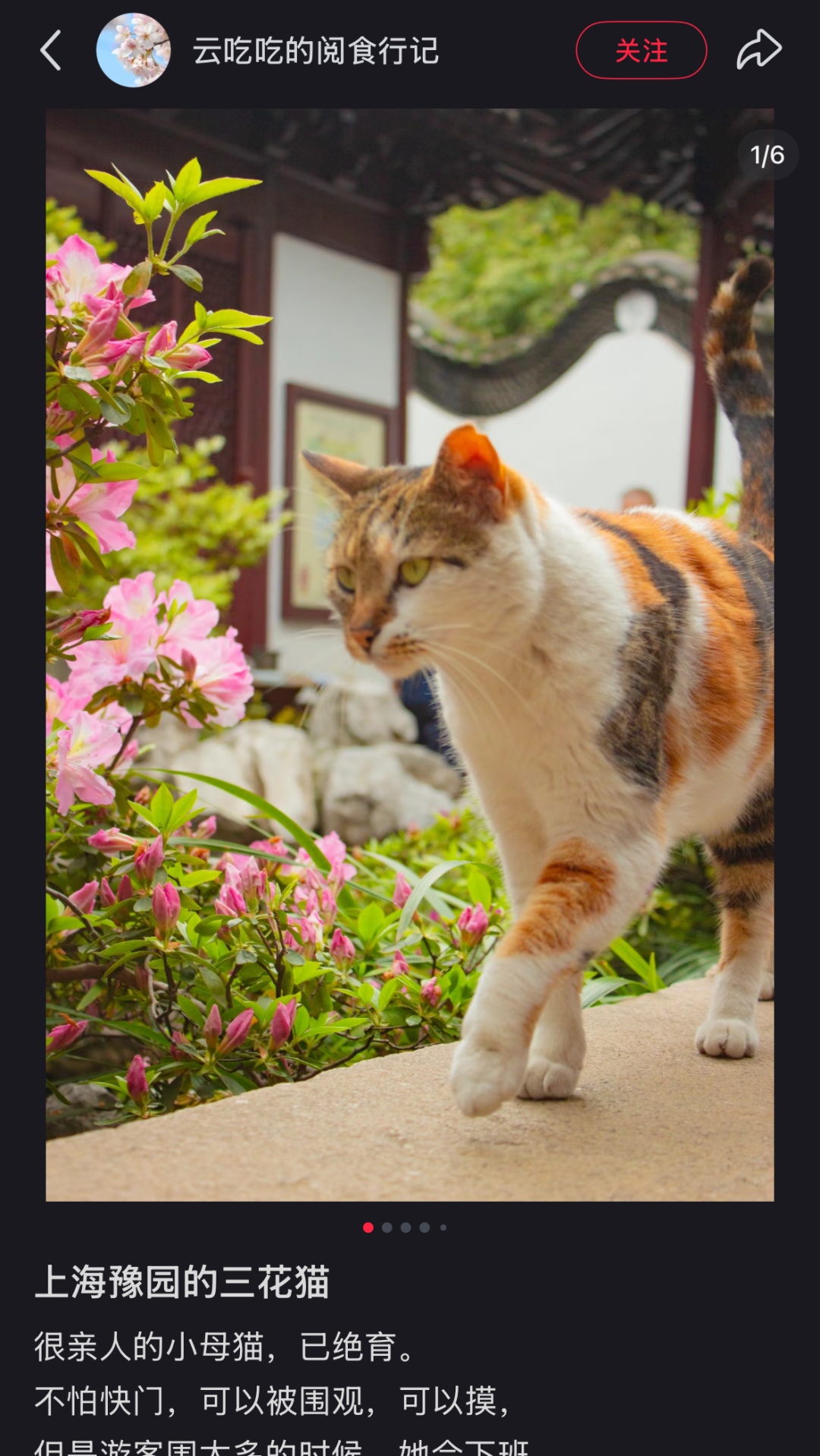 上海豫园一只三花猫火了!从流浪猫到“正式入编”,它每天准时第一个“上班” 上海豫园一只三花猫火了!从流浪猫到“正式入编”,它每天准时第一个“上班”