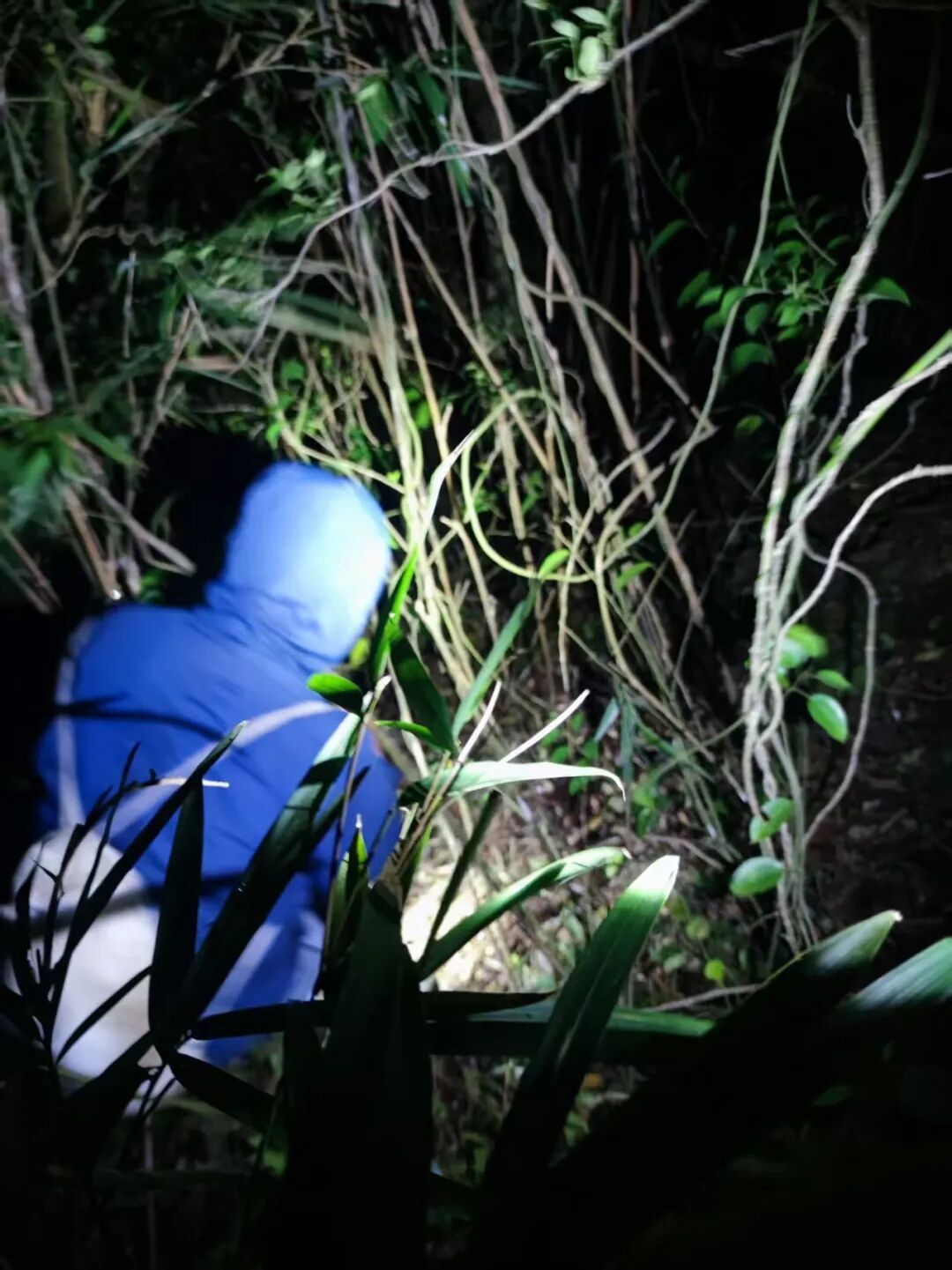 厦门一男子报警称在天竺山迷路,其实竟已爬到“天柱山”,密林中还有毒蛇,紧急救援! 厦门一男子报警称在天竺山迷路,其实竟已爬到“天柱山”,密林中还有毒蛇,紧急救援!