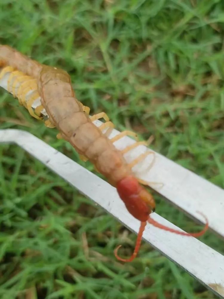 武汉发现“黄金蜈蚣”，记者亲测被咬，唾液能止痛，专家提醒：别慌！